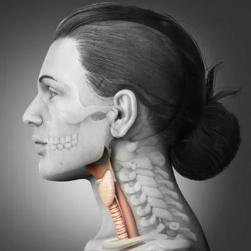3d rendered medically accurate illustration of the female larynx anatomy Stock Illustration