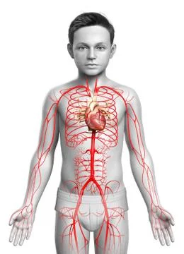 3d rendered medically accurate illustration of young boy arteries Stock Illustration