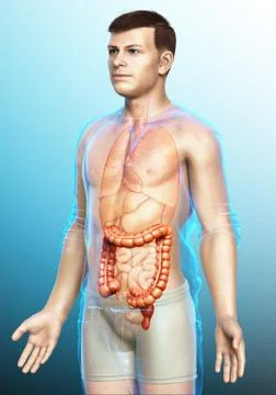 3d rendered, medically accurate illustration of male  large intestine anatomy Stock Illustration