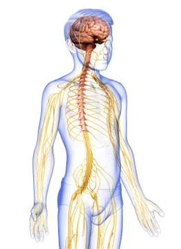 3d rendered medically accurate illustration of a young boy nervous system. Stock Illustration
