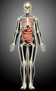 3d rendered medically accurate illustration of female  Internal organs and sk Stock Illustration