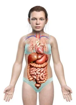 3d rendered medically accurate illustration of young girl Digestive System  a Stock Illustration