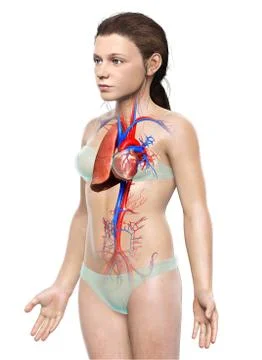 3d rendered, medically accurate illustration of a young girl lung anatomy Stock Illustration