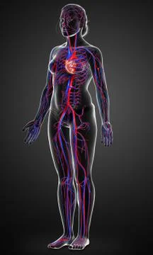 3d rendered medically accurate illustration of Female  heart. Stock Illustration