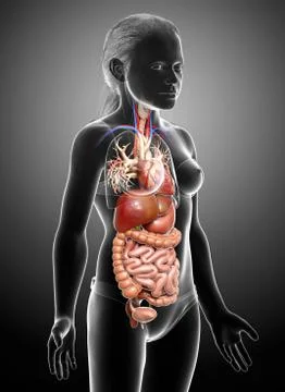 3d rendered medically accurate illustration of young girl Digestive System  a 库存插图