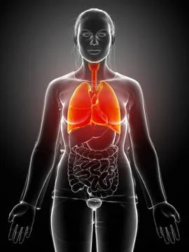 3d rendered, medically accurate illustration of a female lung anatomy Stock Illustration