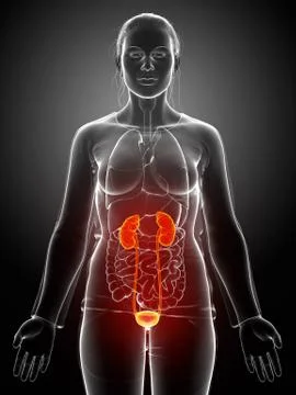 3d rendered, medically accurate illustration of the female highlighted kidney Stock Illustration