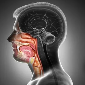 3d rendered, medically accurate illustration of male Trachea and esophagus an Stock Illustration