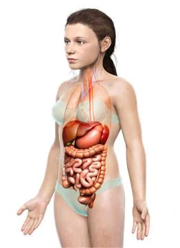 3d rendered medically accurate illustration of young girl Digestive System 스톡 일러스트
