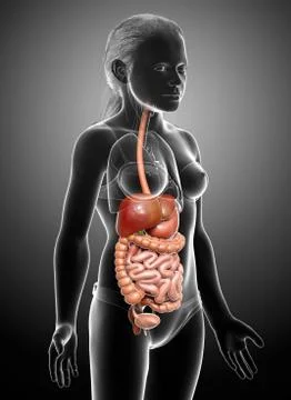 3d rendered medically accurate illustration of young girl Digestive System Stock Illustration