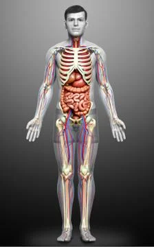3d rendered medically accurate illustration of male Internal organs, skeleton Stock Illustration
