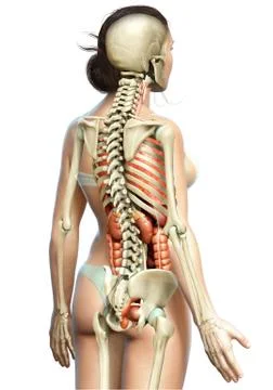 3d rendered medically accurate illustration of female  Internal organs and sk Stock Illustration