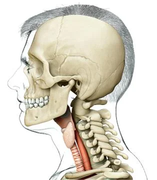 3d rendered medically accurate illustration of the male larynx anatomy Stock Illustration