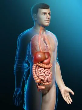 3d rendered medically accurate illustration of male Digestive System. Stock Illustration