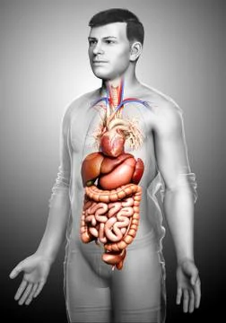 3d rendered medically accurate illustration of male Digestive System. Stock Illustration
