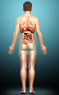 3d rendered medically accurate illustration of male Digestive System. Stock Illustration