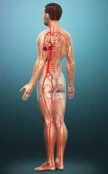 3d rendered medically accurate illustration of male arteries Stock Illustration