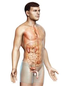 3d rendered, medically accurate illustration of the kidneys Stock Illustration