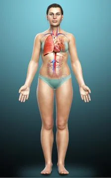 3d rendered, medically accurate illustration of a female lung anatomy Stock Illustration