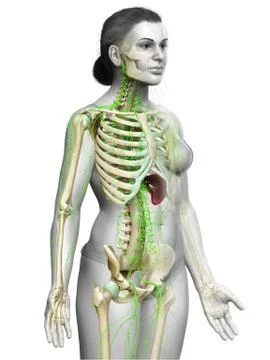 3d rendered medically accurate illustration of a female lymphatic system Stock Illustration