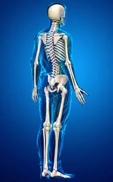 3d rendered medically accurate illustration of a male lymphatic system Stock Illustration