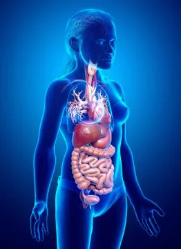 3d rendered medically accurate illustration of young girl Digestive System Stock Illustration