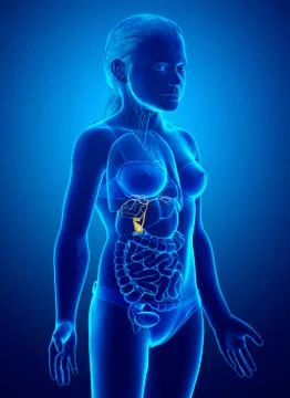 3d rendered medically accurate illustration of young girl Organs Gallbladder  Stock Illustration