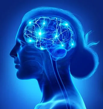 3d rendered, medically accurate illustration of a female active brain Illustrazione stock