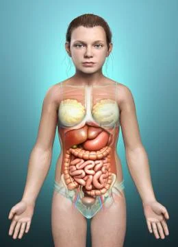 3d rendered medically accurate illustration of young girl Digestive System 스톡 일러스트