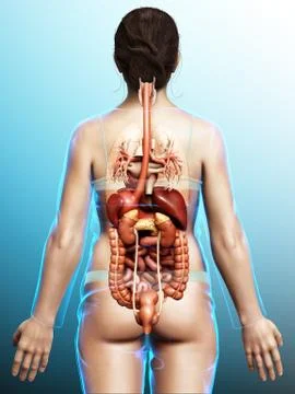 3d rendered medically accurate illustration of Female Digestive System  and h Stock Illustration