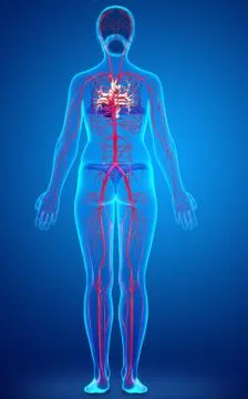 3d rendered medically accurate illustration of Female arteries Stock Illustration