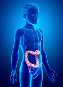 3d rendered, medically accurate illustration of boy large intestine anatomy Stock Illustration