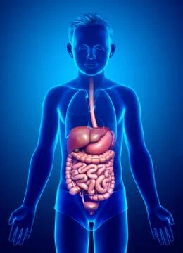 3d rendered medically accurate illustration of boy Digestive System. Stock Illustration