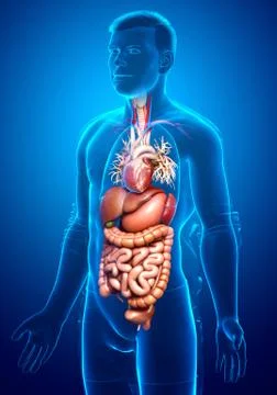 3d rendered medically accurate illustration of male Digestive System. Stock Illustration