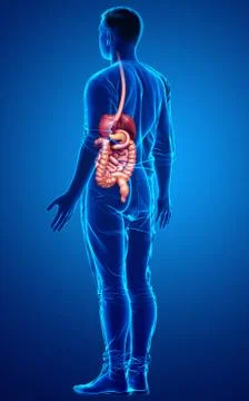 3d rendered medically accurate illustration of male Digestive System. イラスト素材