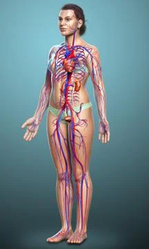 3d rendered, medically accurate illustration of the female kidneys and circul Stock Illustration