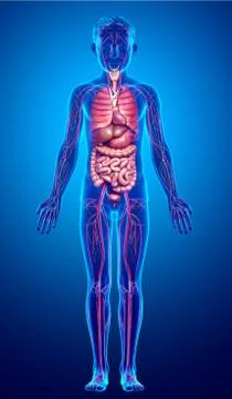 3d rendered medically accurate illustration of boy Internal organs and circul Stock Illustration