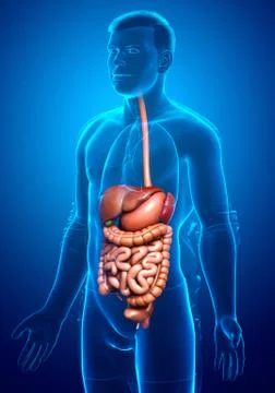 3d rendered medically accurate illustration of male Digestive System. 스톡 일러스트