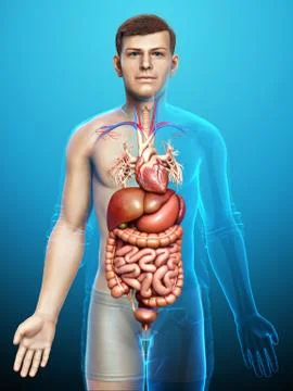 3d rendered medically accurate illustration of male Digestive System. 库存插图