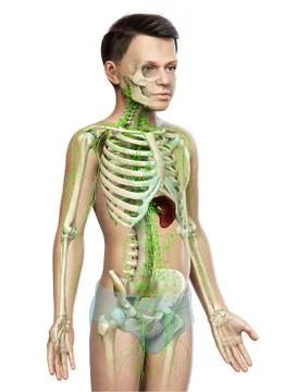 3d rendered medically accurate illustration of a young boy lymphatic system Stock Illustration