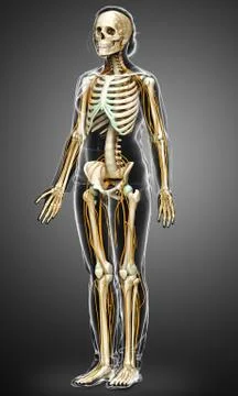 3d rendered medically accurate illustration ofa female nervous system and ske Stock Illustration