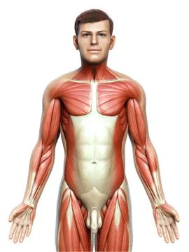 3d rendered medically accurate illustration of a male muscle system Stock Illustration