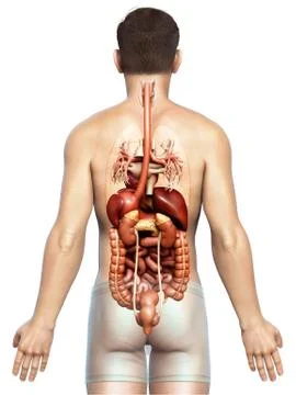 3d rendered medically accurate illustration of male Digestive System  and hea 库存插图