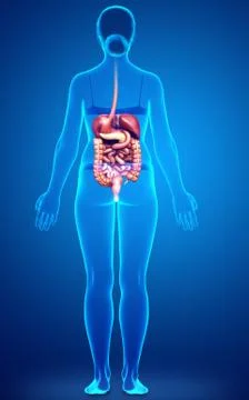 3d rendered medically accurate illustration of female Digestive System. Stock Illustration