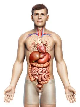 3d rendered medically accurate illustration of male Digestive System  and hea 库存插图