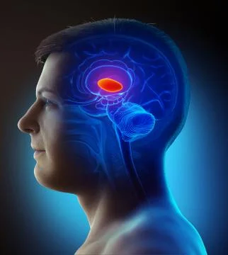 3d rendered medically accurate illustration of a male  brain anatomy- the tha Stock Illustration