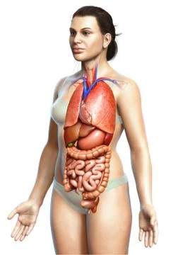 3d rendered medically accurate illustration of female Internal organs Stock Illustration