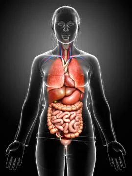 3d rendered medically accurate illustration of female Internal organs Stock Illustration