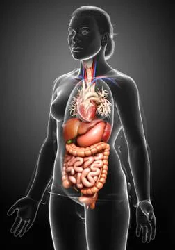 3d rendered medically accurate illustration of Female Digestive System  and h 库存插图