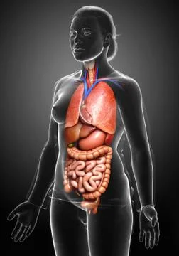 3d rendered medically accurate illustration of female Internal organs Stock Illustration